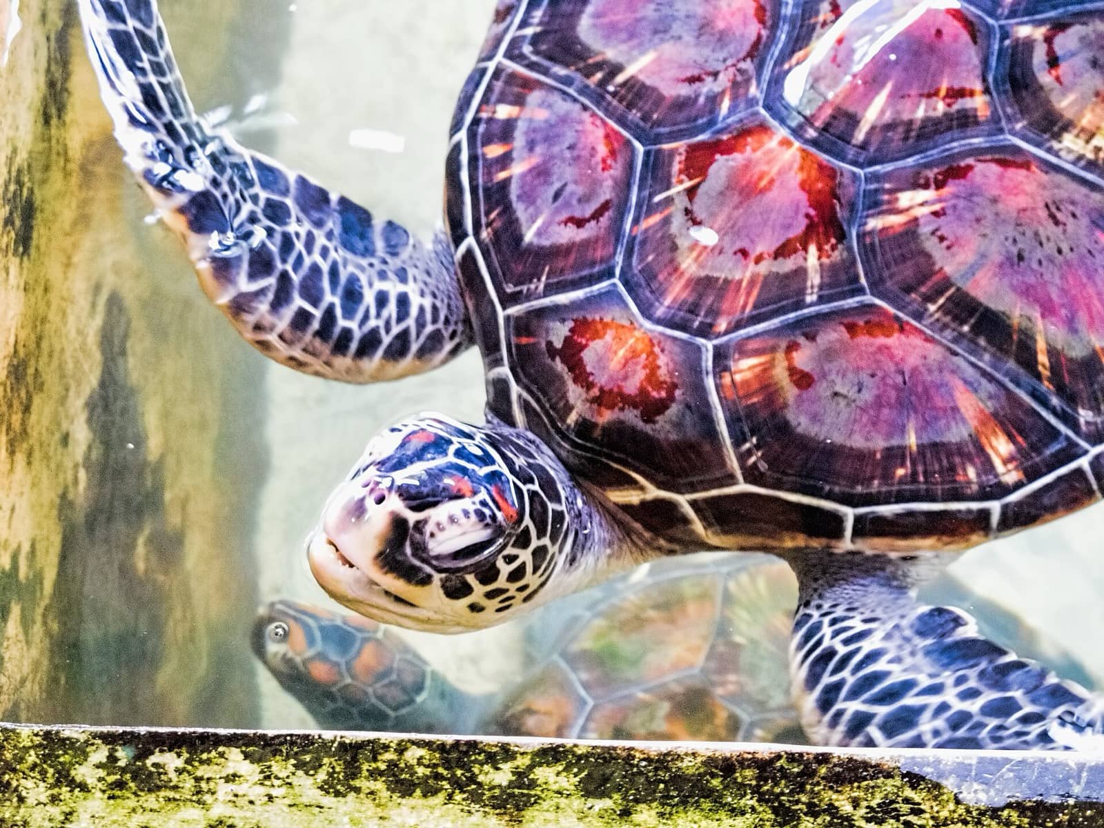 Turtle Conservation & Night Nesting Watch