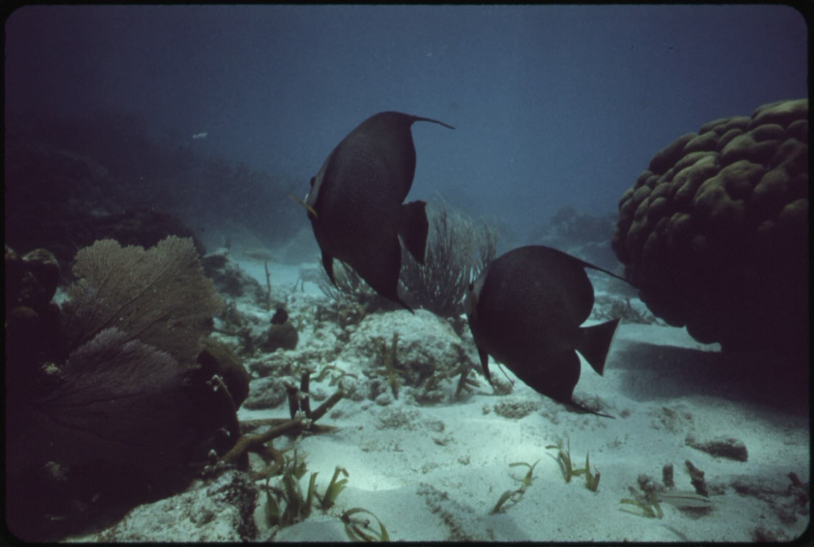Diving & Snorkelling