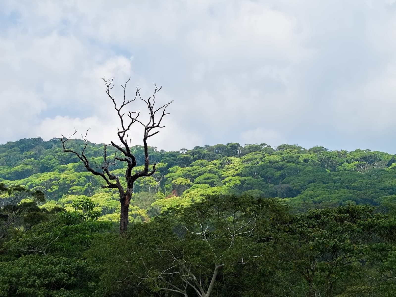 Sinharaja rainforest — endemic birds, leeches, and a guide worth paying for.