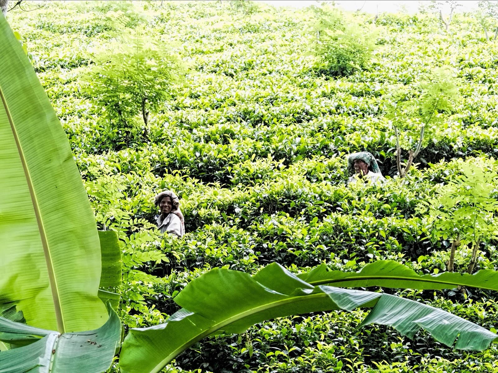 Tea terraces above Nuwara Eliya. Most estates will show you the factory floor.