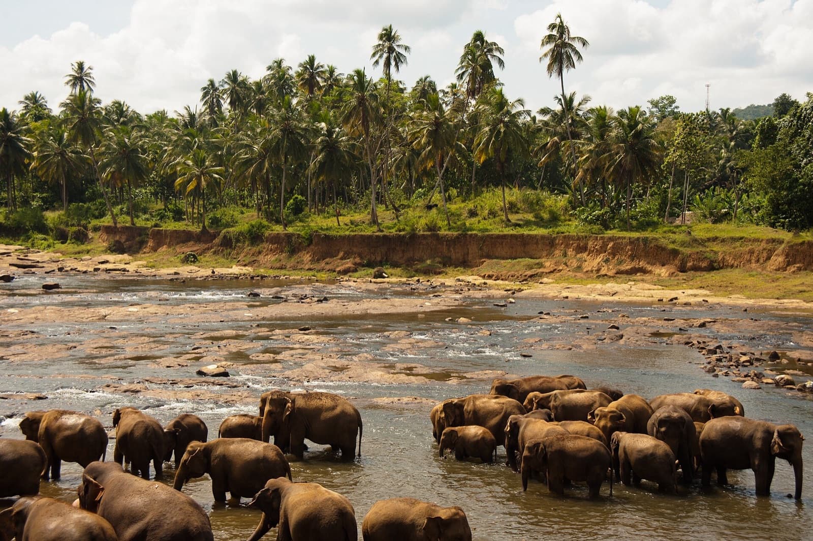 The Minneriya Elephant Gathering